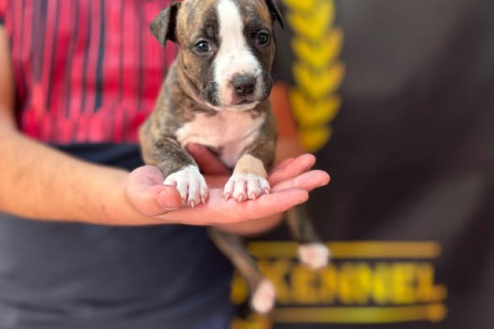 Amerikai Staffordshire Terrier, kiváló származású kölykök