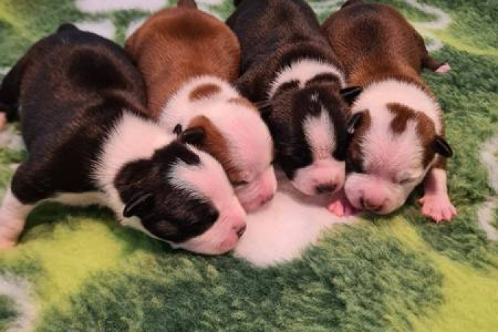 Amerikai Staffordshire Terrier, bizonyított minőségű kölykök