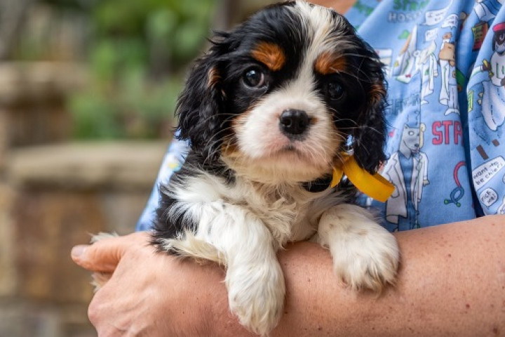 Cavalier King Charles spániel kölykök