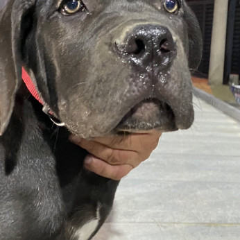 Dél-afrikai masztiff - Boerboel kölykök