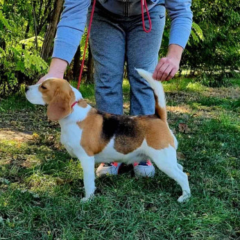 Beagle kölykök