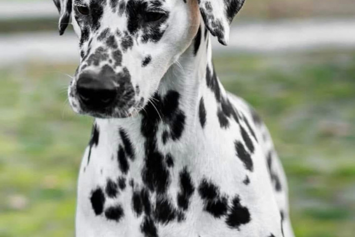 Törzskönyves dalmaták előjegyezhetők