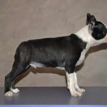 Boston terrier kölyökkutya