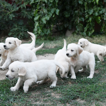 Golden Retriever kiskutyák eladók!