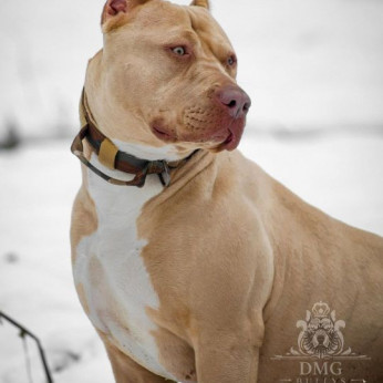Amerikai Bully / Pit Bull Terrier kölykök