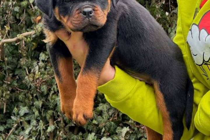 Rottweiler kölykök