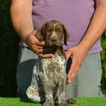 Német rövidszőrű vizsla kölykök