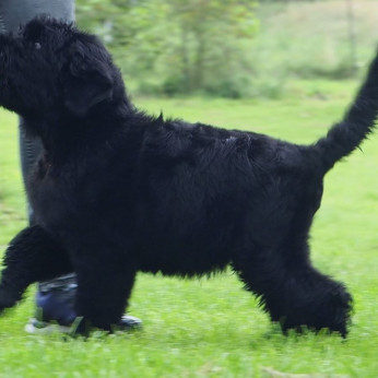 Fekete orosz terrier kölyökkutyák.