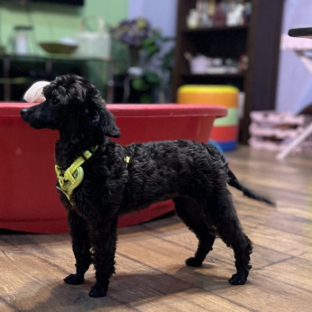 Toy Uszkár (Poodle) kölykök