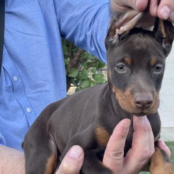 Doberman TOP kölykök