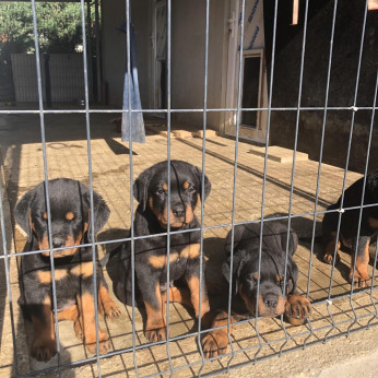 Eladó Rottweiler kiskutyák