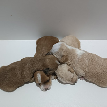 Havannai bichon – gyönyörű kiskutyák eladók