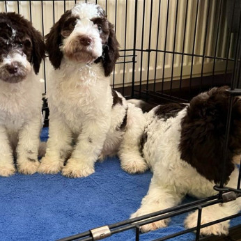 Lagotto Romagnolo eladó