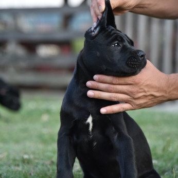 Cane Corso kölykök