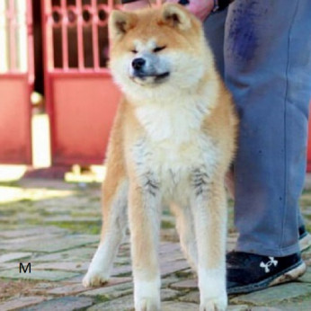 Akita Inu
