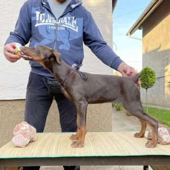 Doberman kölykök