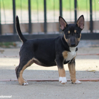 Mini Bull Terrier Kiskutyák