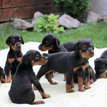 Doberman kölykök