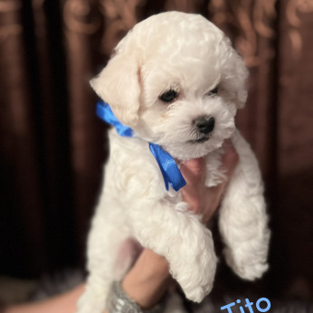 Bichon Frise kölykök