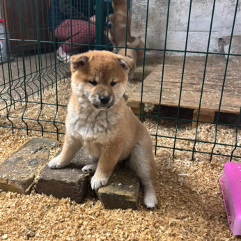 Champion származású Shiba inu kölykök