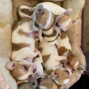 Mini Chihuahua babák gazdit keresnek