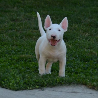 Bullterrier