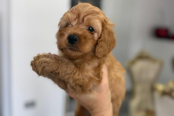 Goldendoodle Gyönyörű Kölykök