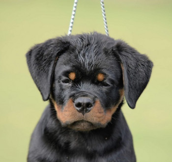 Rottweiler kölykök, alom