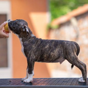 Amerikai staffordshire terrier kölykök