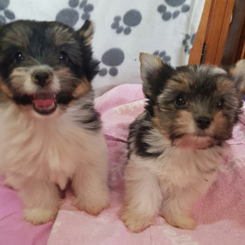 Biewer yorkshire yorki kislány gazdit keres! 2 x oltva