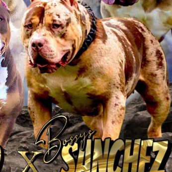 American Bully XL kölykök eladók