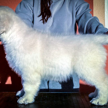 Golden Retriever kölykök