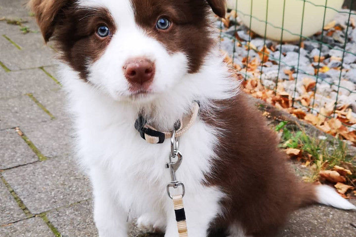Border collie kölykök