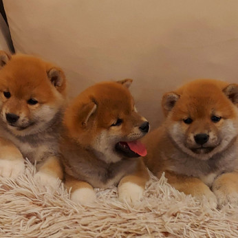 Shiba inu kölykök