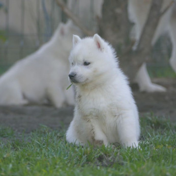szibériai husky kölykök