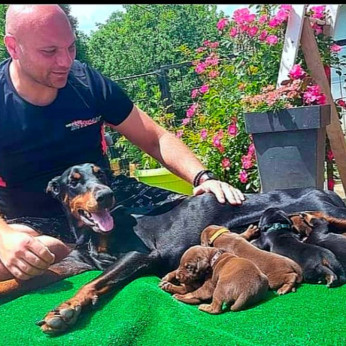 Doberman GYÖNYÖRŰ kutyusok