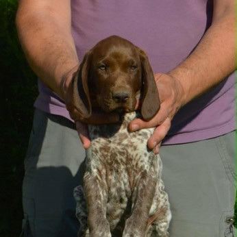 Német rövidszőrű vizsla kölykök