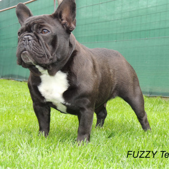 Francia bulldog FCI