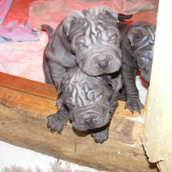 Shar-pei kiskutyák eladók