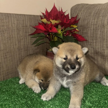 Shiba inu kölykök