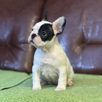 Franciai Bulldog – Kiváló kölyökkutyák