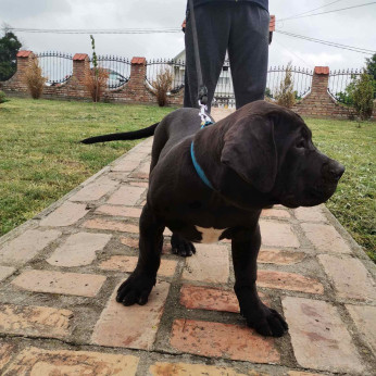Afrikai Boerboel