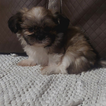 Shih-tzu babák Eladók!