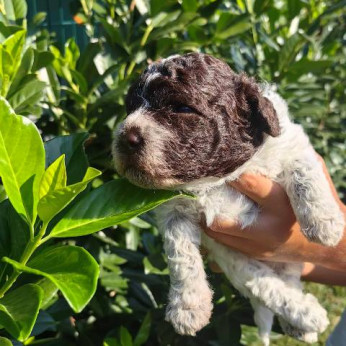 Lagotto Romagnolo kölykök