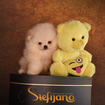 Pomeranian Boo kiskutyák