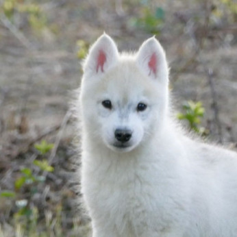 szibériai husky kölykök