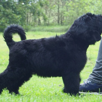 Fekete orosz terrier kölyökkutyák.