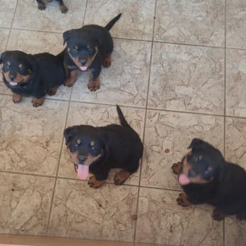 Minőségi Rottweiler kiskutyák szerető családba költöznének