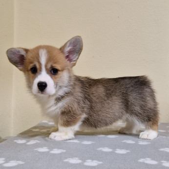 Welsh Corgi Pembroke kölyök