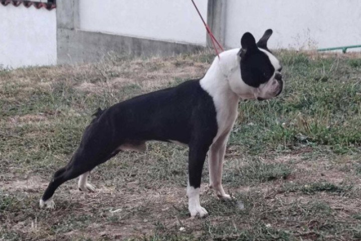 Boston terrier kan fedezésre